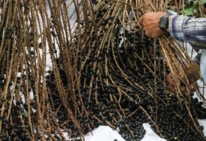 açai